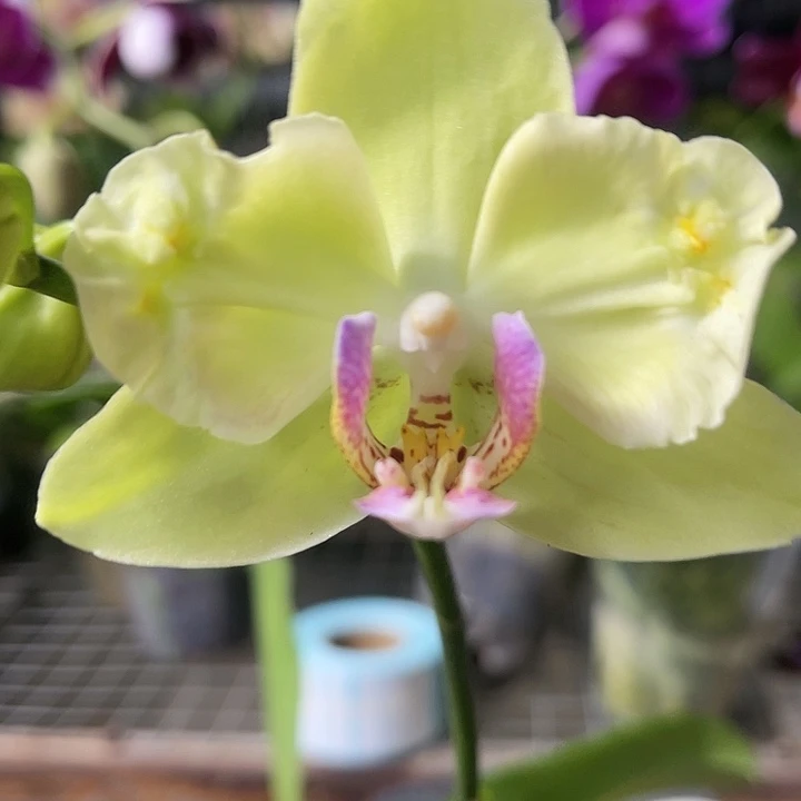 当前无花栽培后可以开花绿如意变异