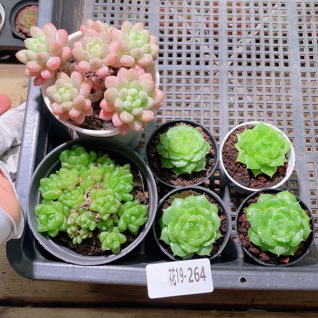 花利美19-264框拍6颗