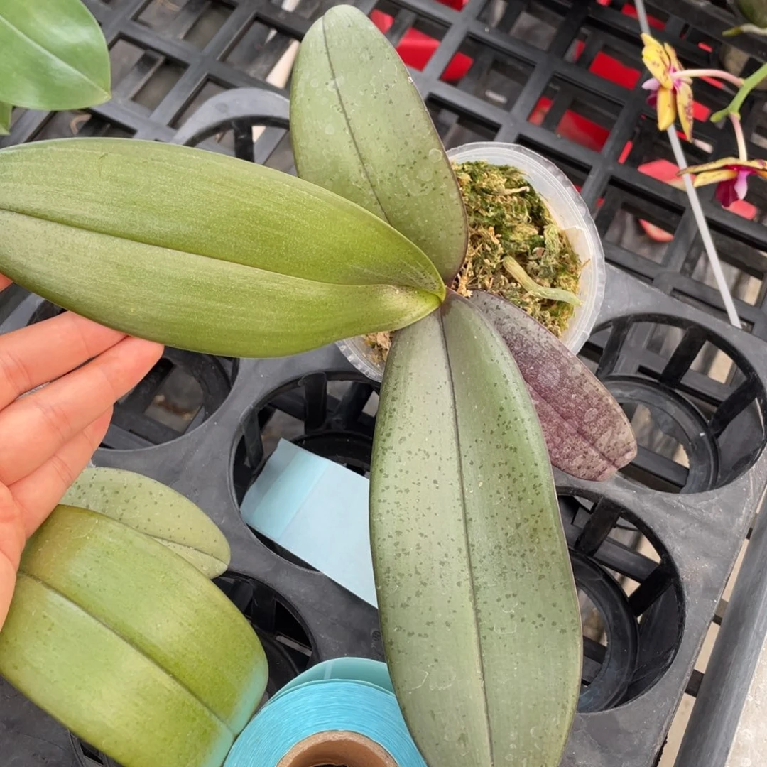 当前无花栽培后可以开花3.5西交卡普