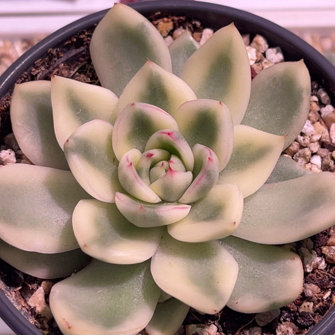 尚品特价罗德汉娜锦