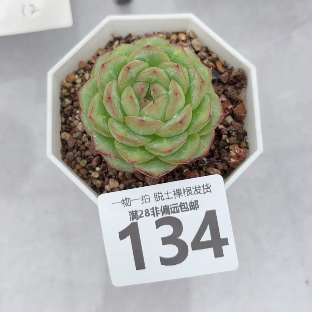 话梅单头无盆土发货
