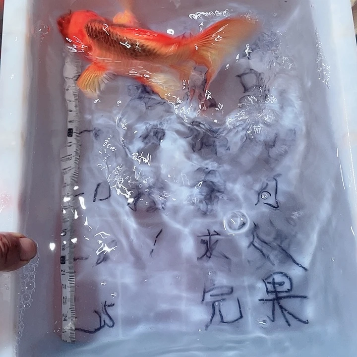 蝴蝶鲤鱼渔场直发92