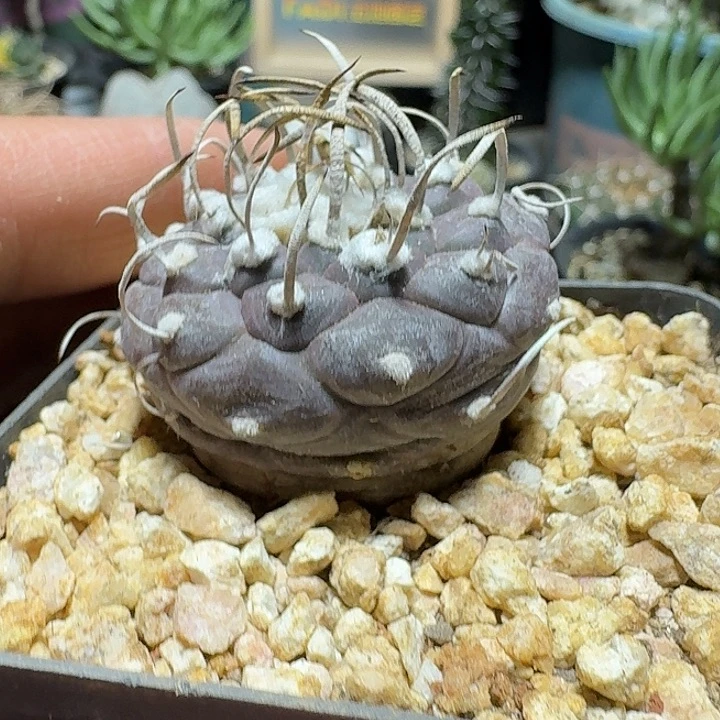 494娇丽实生带盆发货