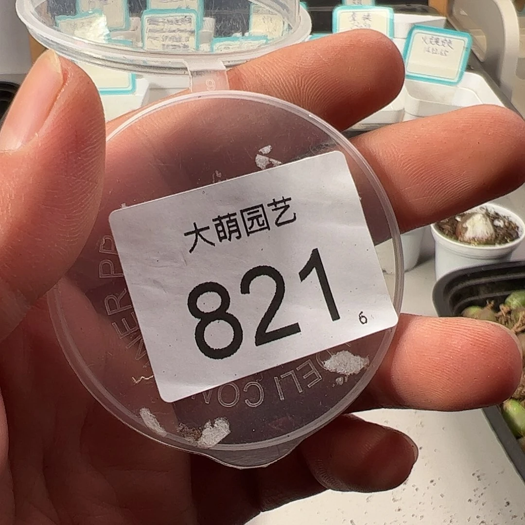 裴****）0000821 一物一拍……