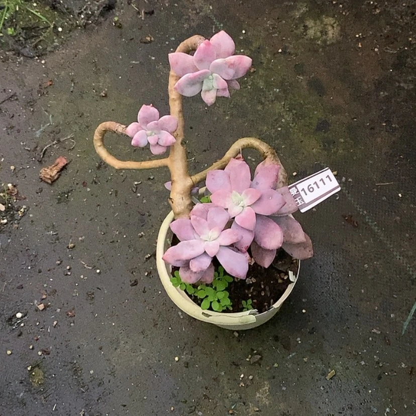 【闪购商品】?**煜桃霜16111