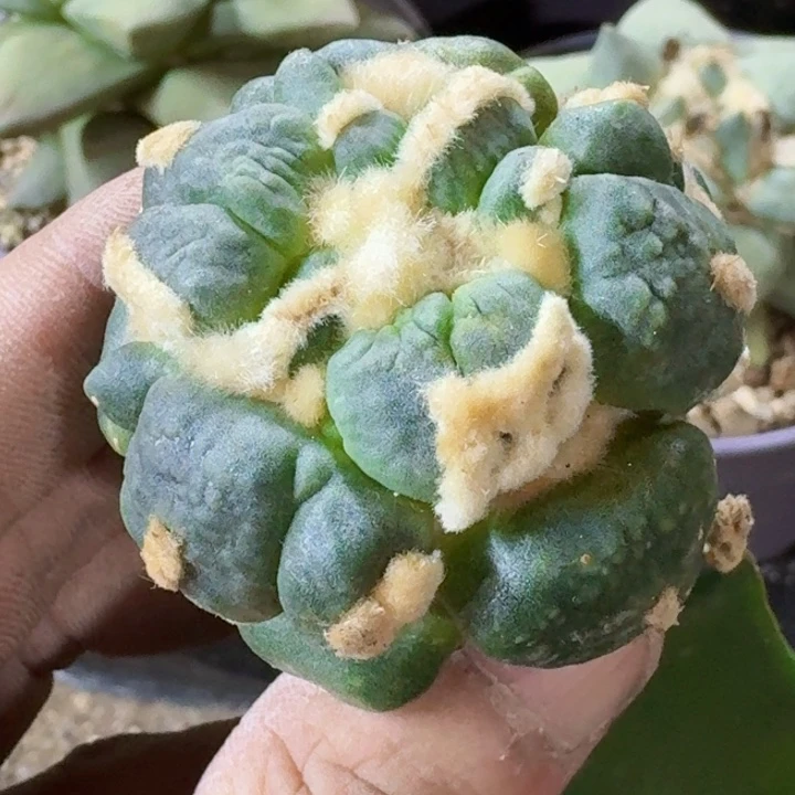 无花朵福利苗接猪蹄蛋468