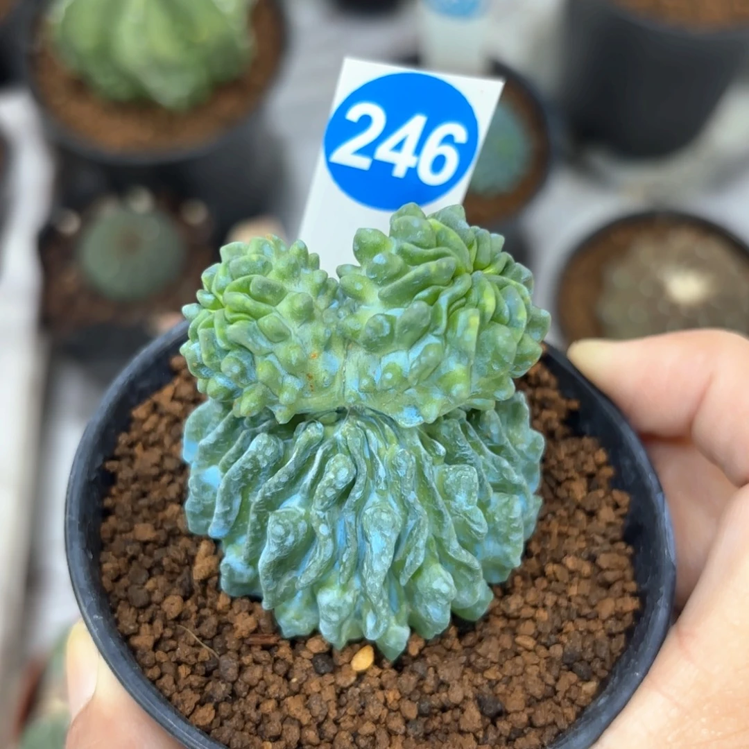 246自根蝌蚪球一物一拍