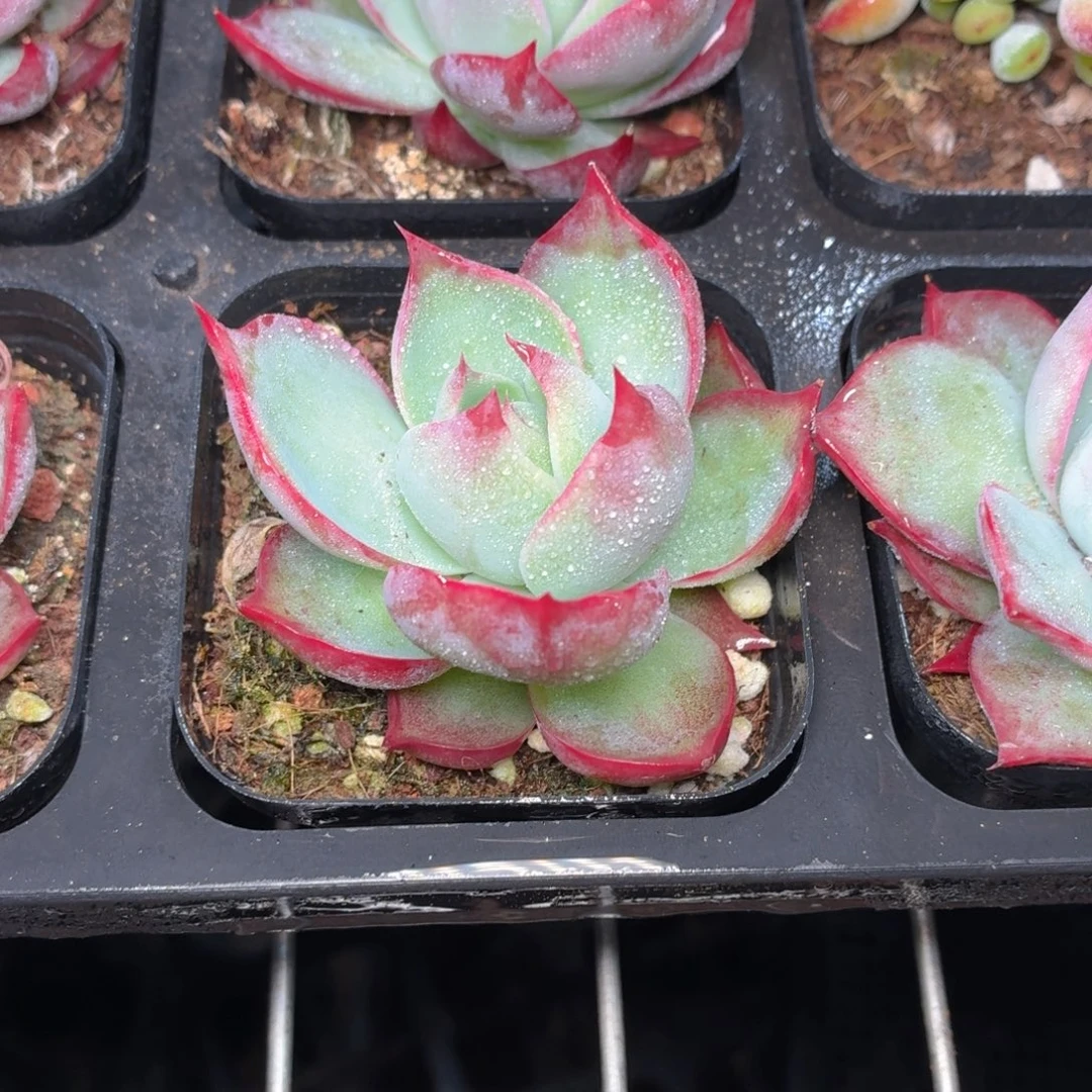 惊鸿仙子多肉9.9包邮发货