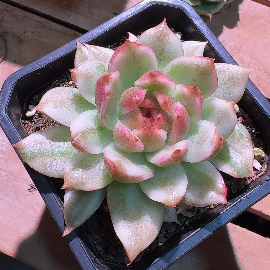 黑水晶杂交锦多肉