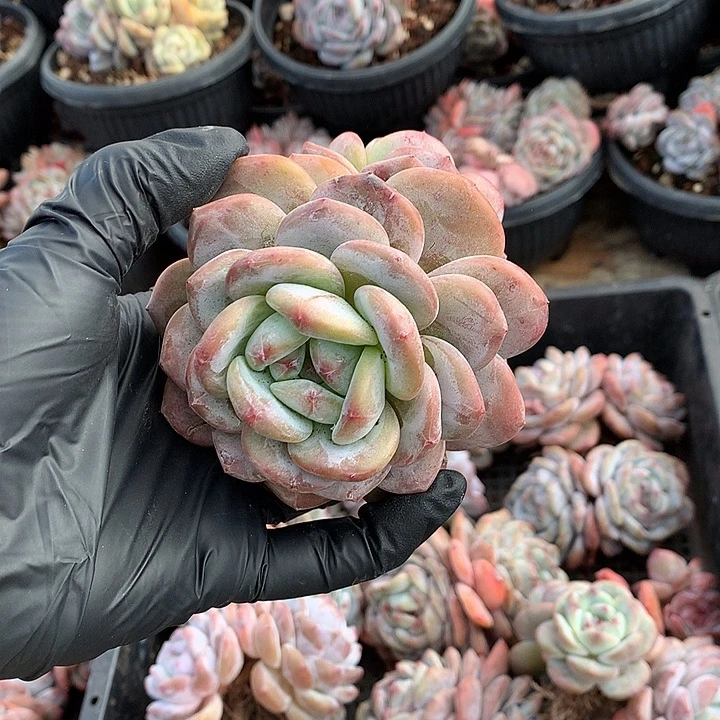 星影多肉植物哈哈2