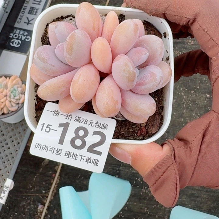 粉兔无盆土发货多