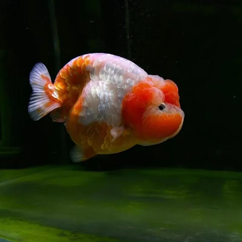 9金鱼观赏鱼兰寿 直播拍 一号一拍