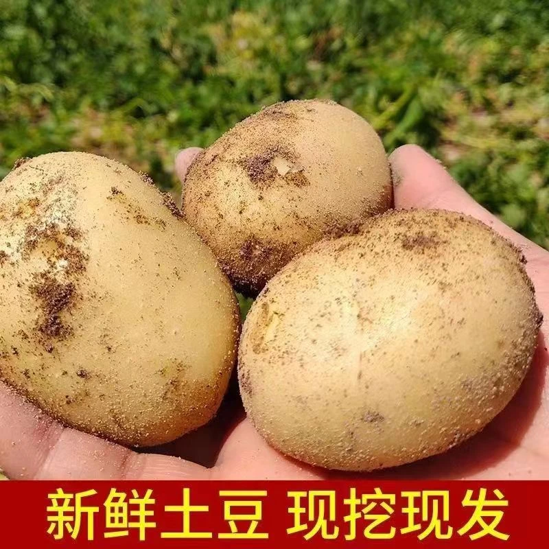 【优质精选土豆】黄皮黄心土豆粉糯香甜马铃薯口感粉糯好吃