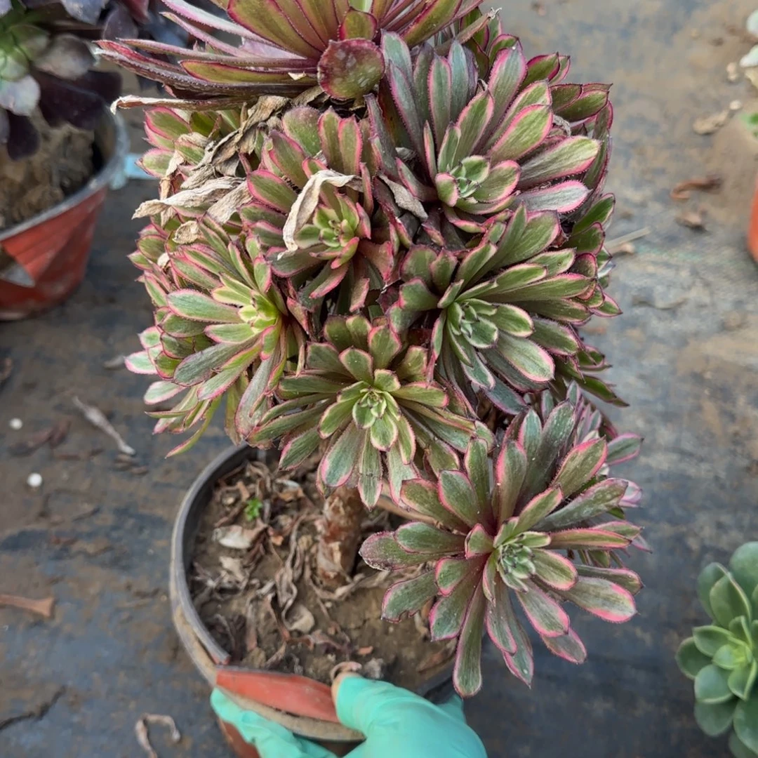 紫霞仙子029满20包邮断枝不包