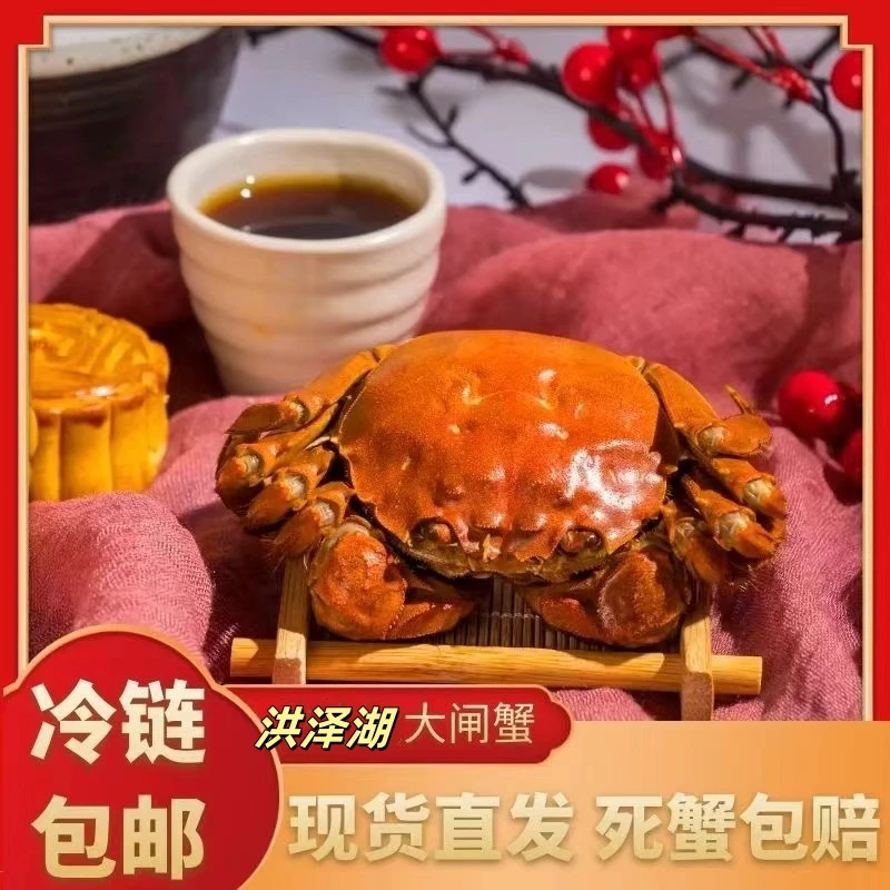 【活蟹】洪泽湖大闸蟹母蟹2.4-2.7两/只到手8只母蟹当天捕捞顺丰