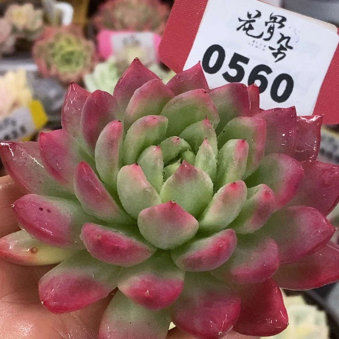560虞美人头盖哈哈哈哈哈