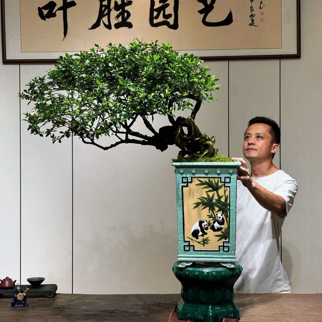 【叶胜园艺】四季榄叶栀子花盆景