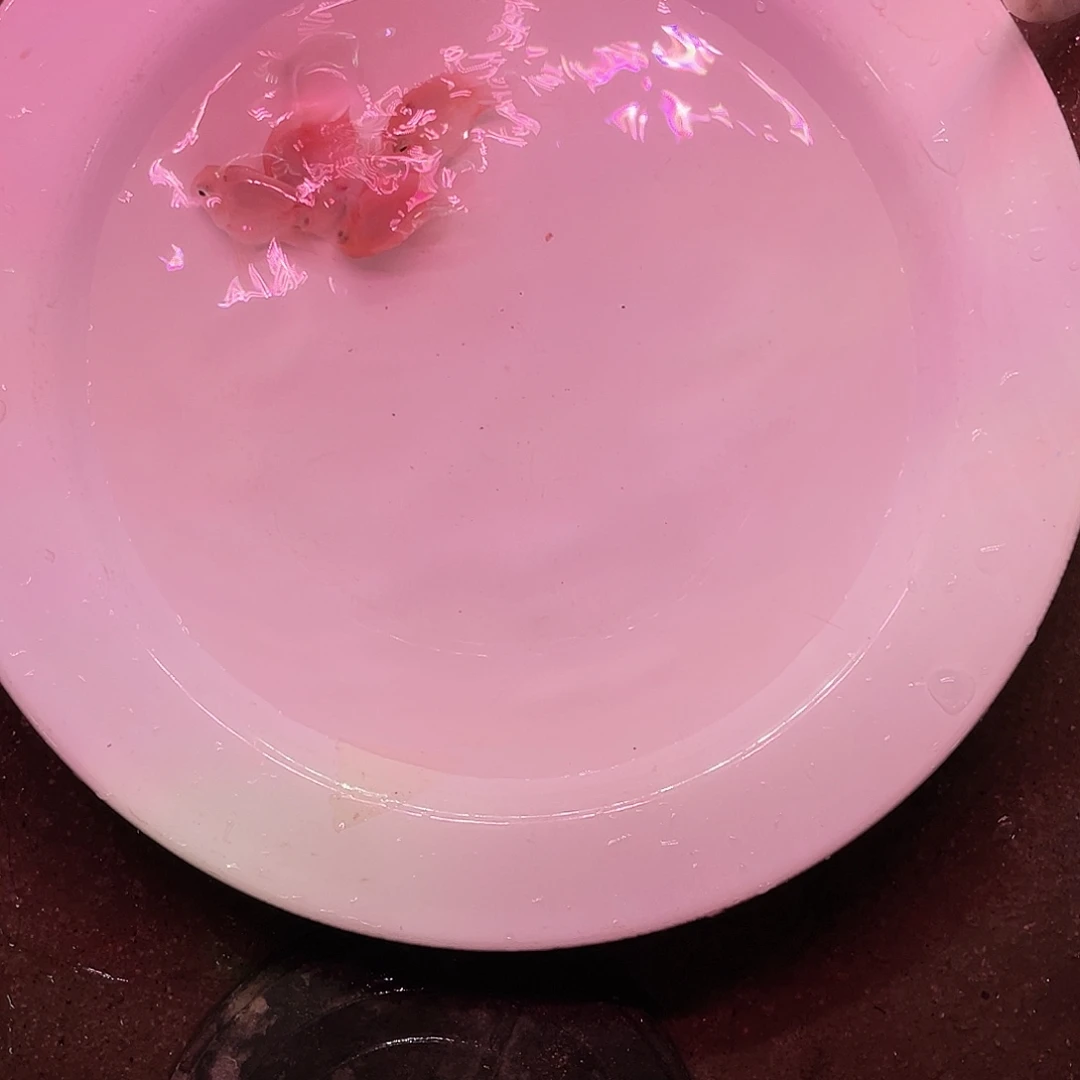鹦鹉鱼桃心胭脂粉迷你鹦鹉鱼
