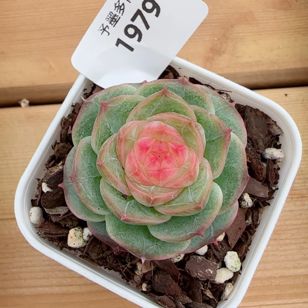 冻唇蜜，1979多肉植物