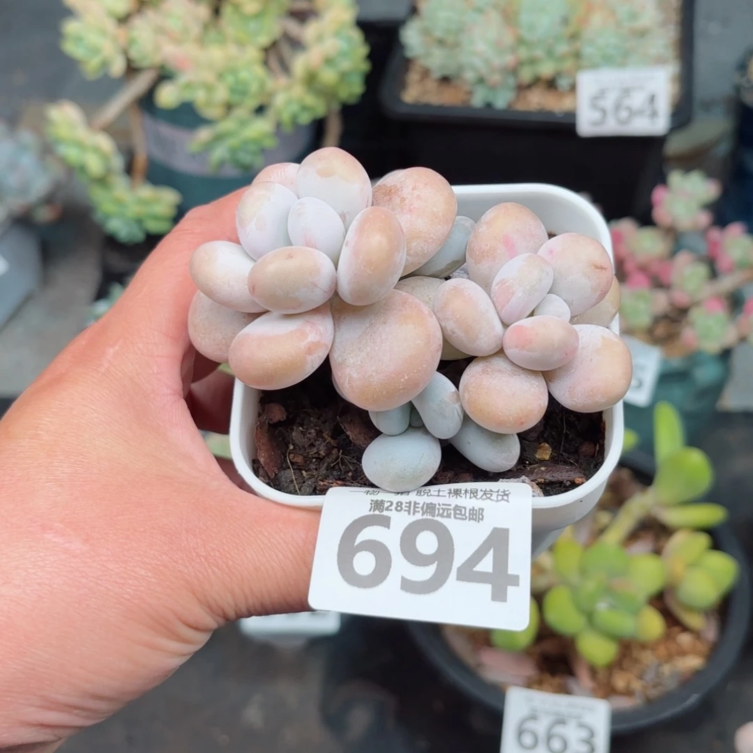 蛋黄奶无盆土发货