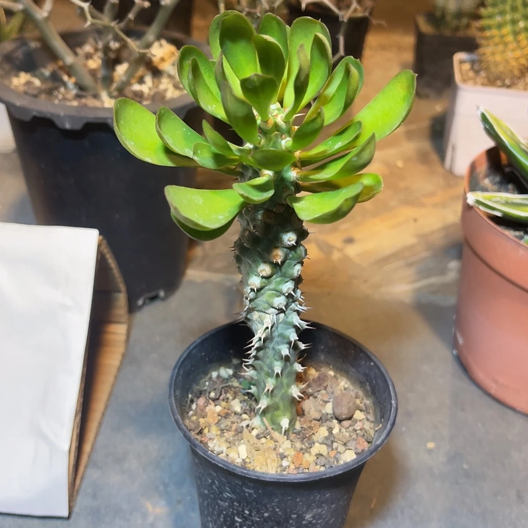 猪鼻大戟一物一拍