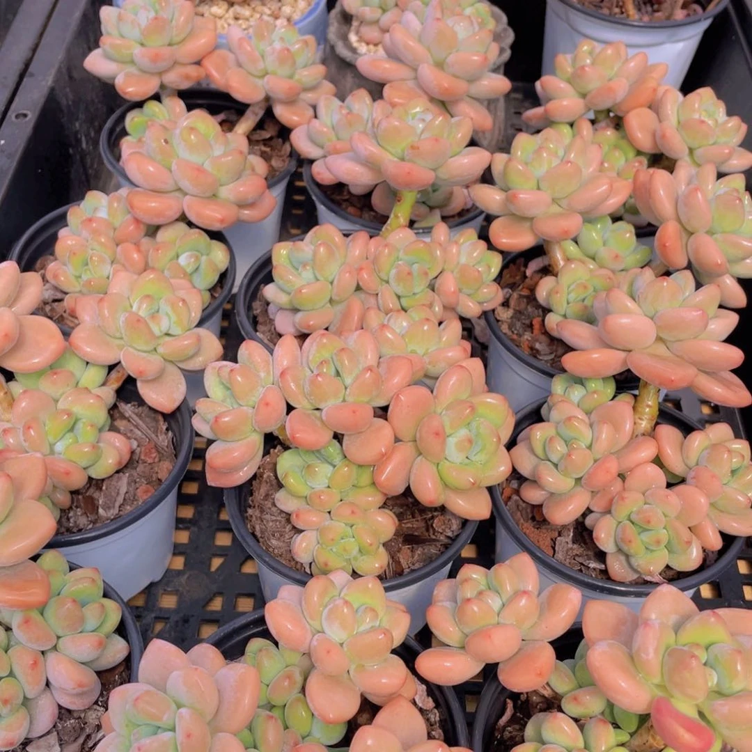 量拍22号 优选红洛神老桩大群生一个