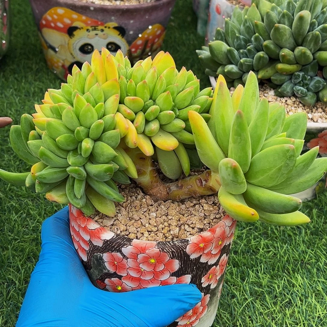 海洋之歌缀一物一拍