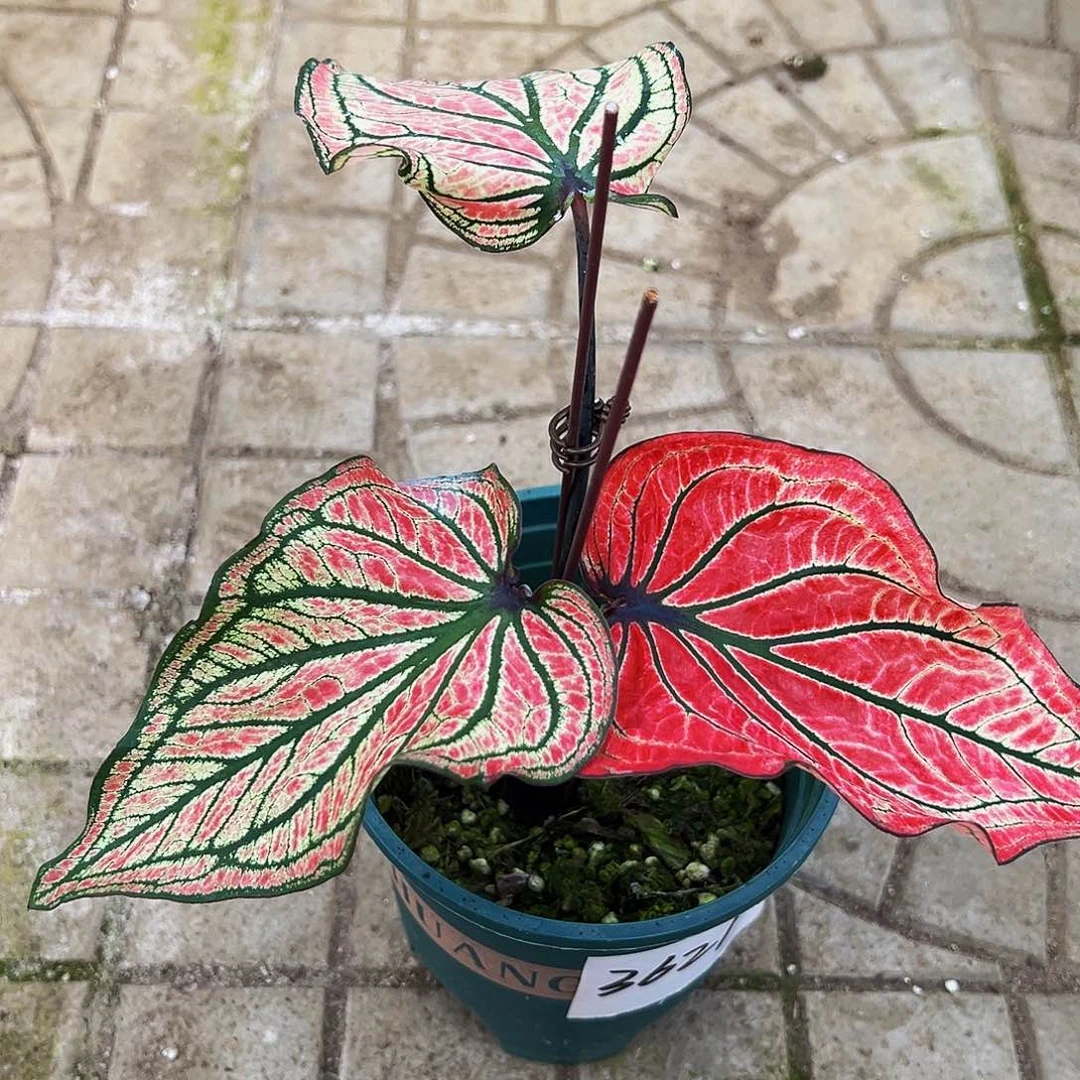 潇***完全开放一物一拍3621