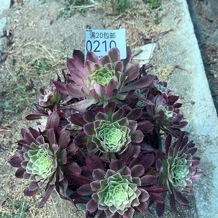 0210天和多肉植物