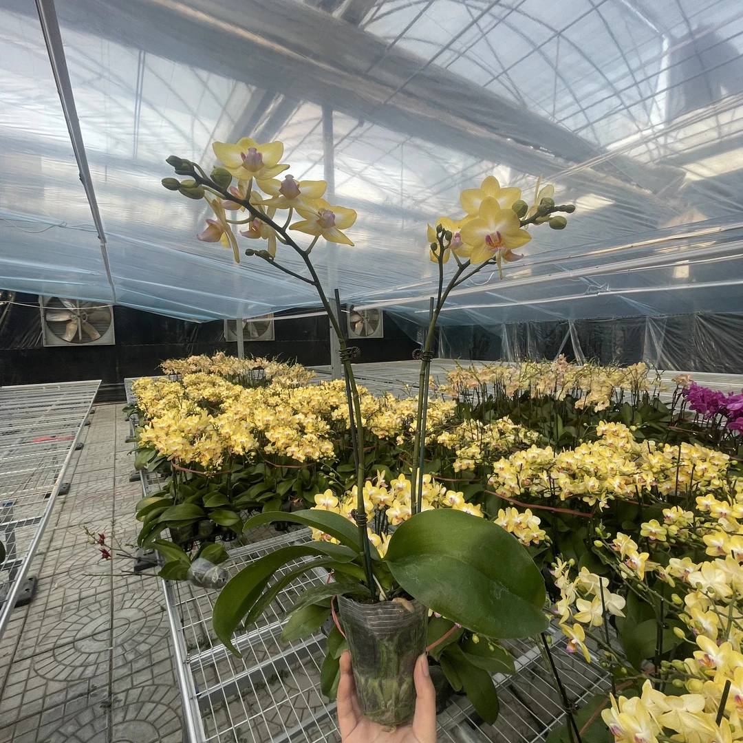 【花之漫】（金星）3.0寸杯双剑蝴蝶兰花卉室内阳台桌面盆栽