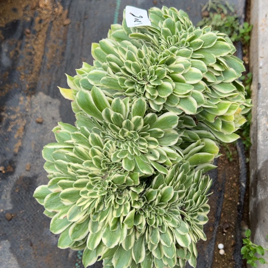 204迈巴赫追多肉植物一