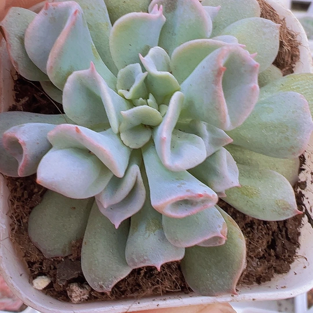 猪鼻子19包邮多肉