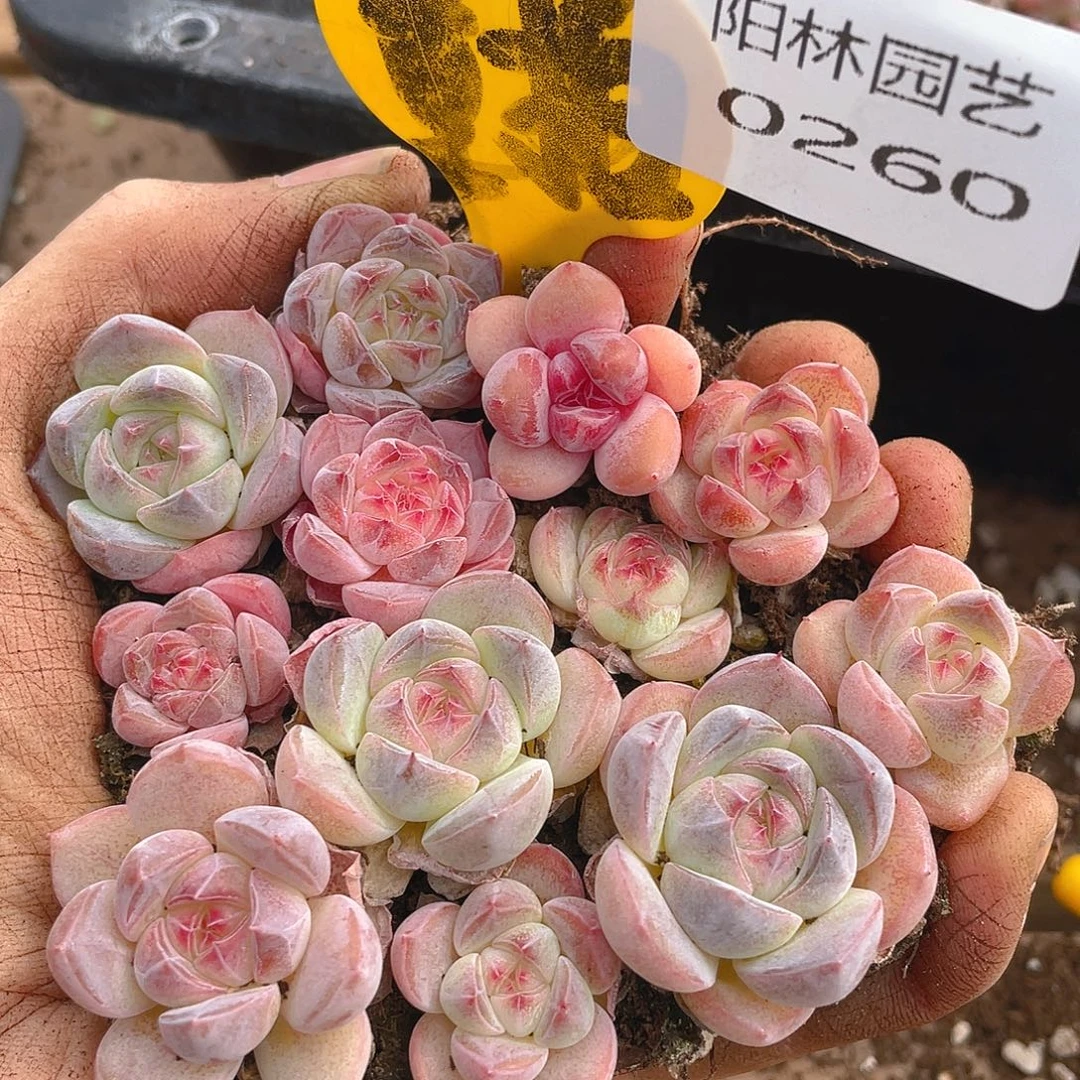 量拍多肉植物多肉植物260