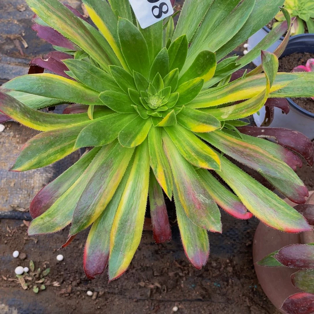 808孔雀七彩多肉植物