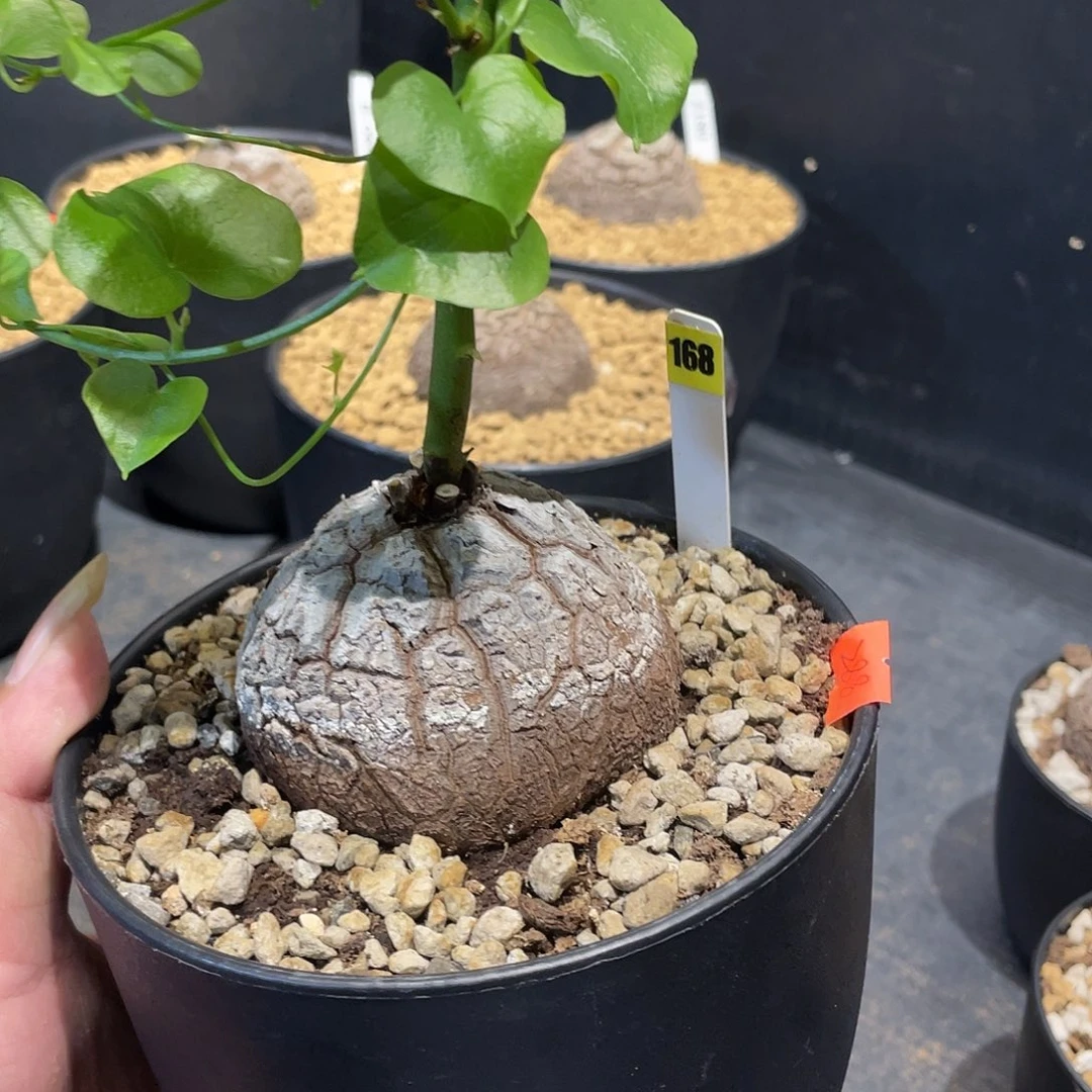 龟甲龙168号不退换