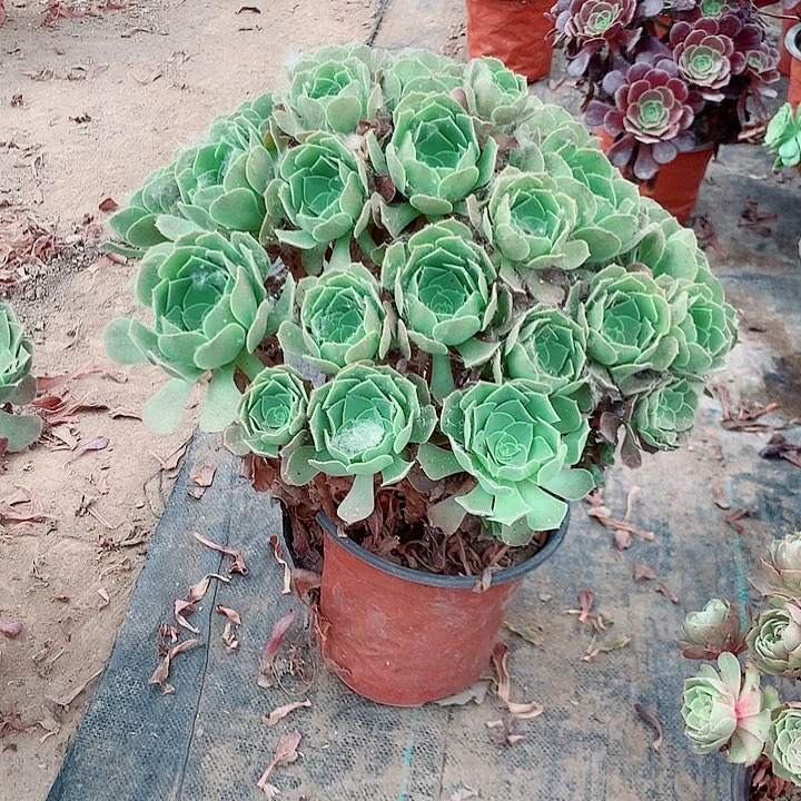 三***毛绍修玫瑰多肉植物20