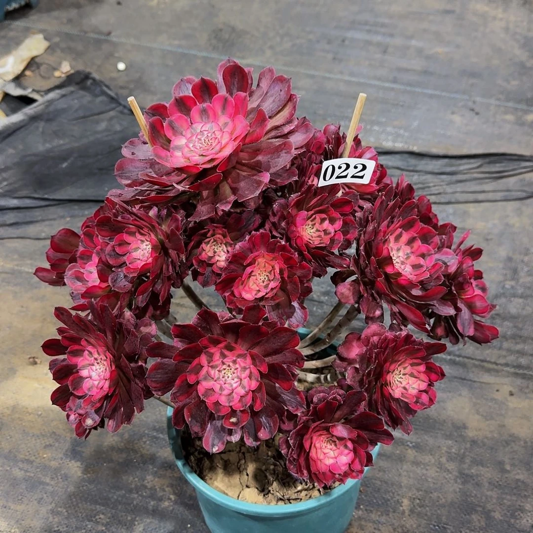 022红铜超白多肉植物