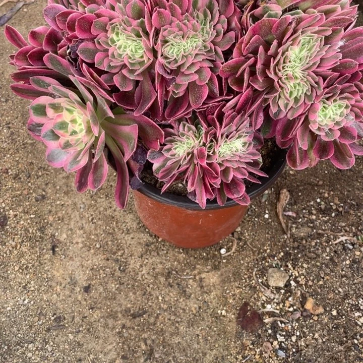 747号粉女巫缀化多肉