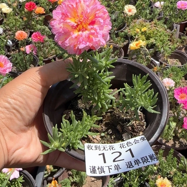 无花朵 121超小苗盆口10cm