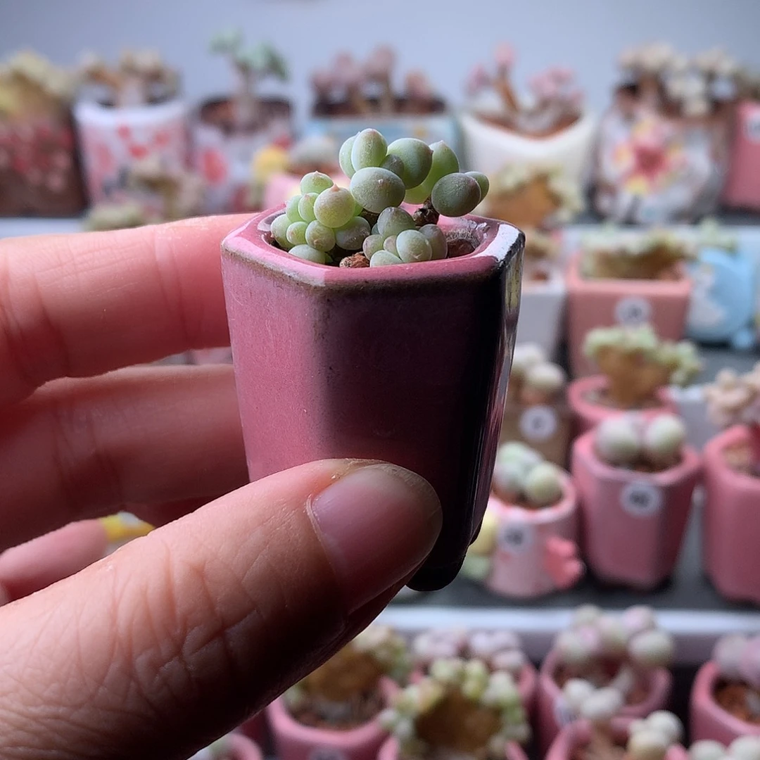 萤火虫奶酪带盆发货