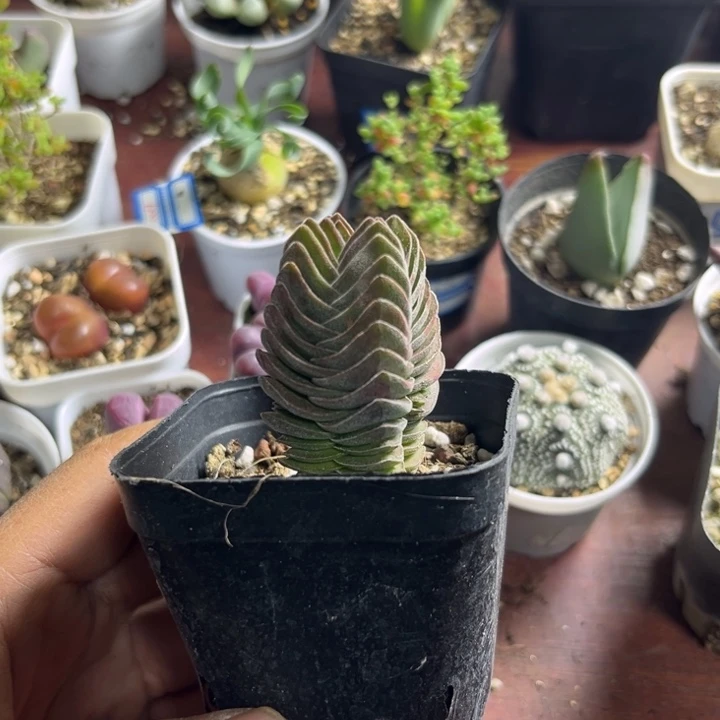 可爱多肉嘟嘟方塔016