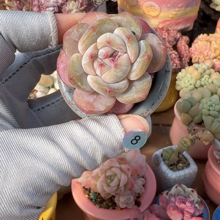 8 多肉含盆土 满30元包 除偏远