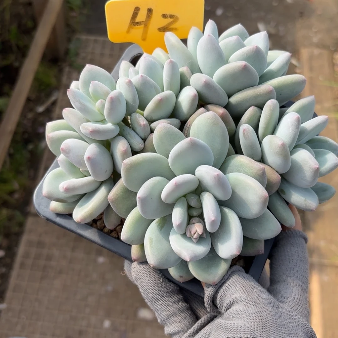 图兰朵美人888888888888