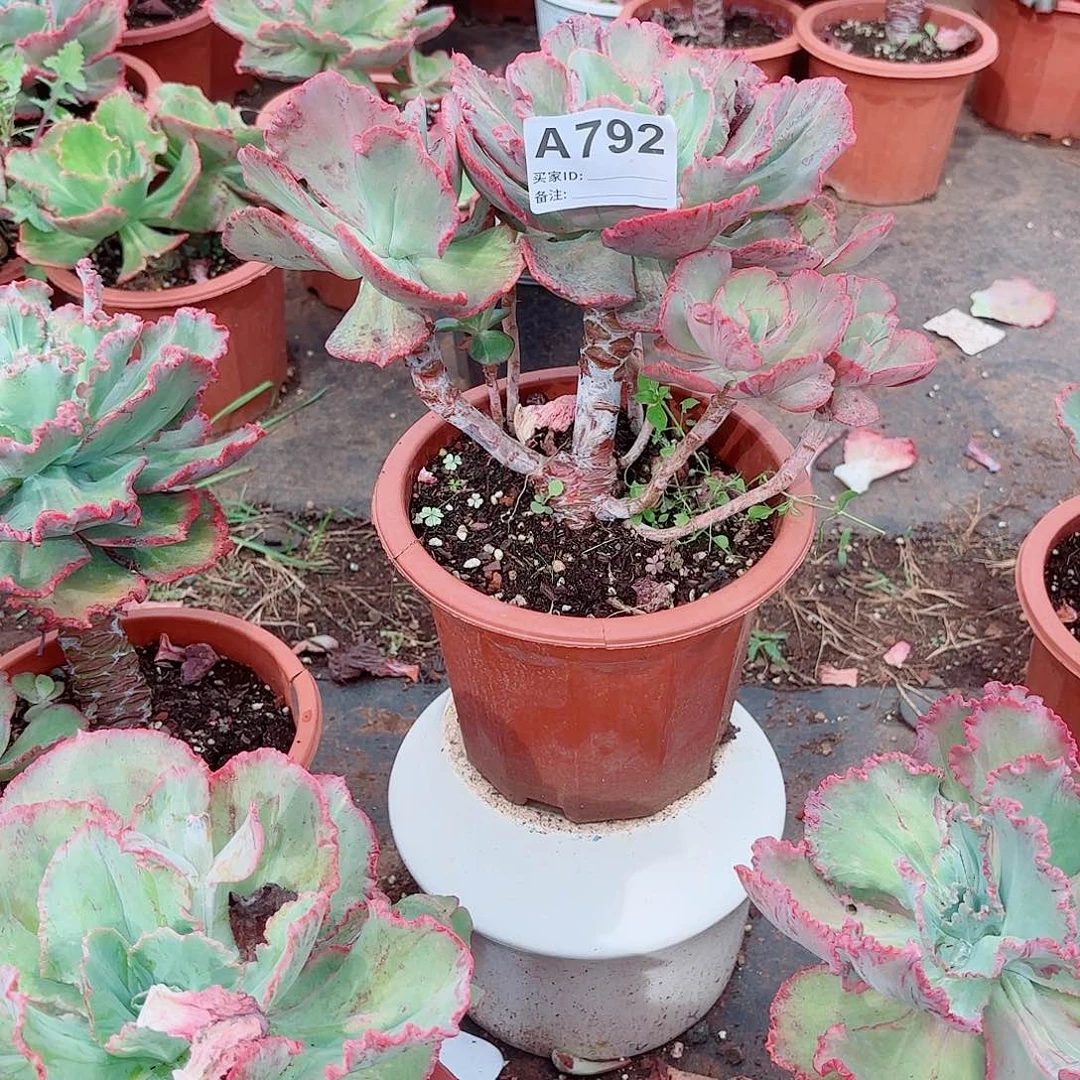 小***姐舞会红裙多肉植物792