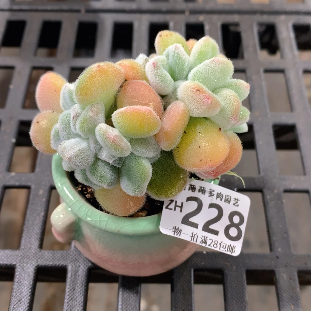 肉萌萌拇指盆精控多肉ZH228