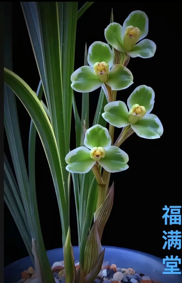 春剑高级线艺（福满堂） 3苗特壮草 脱盆裸根发货