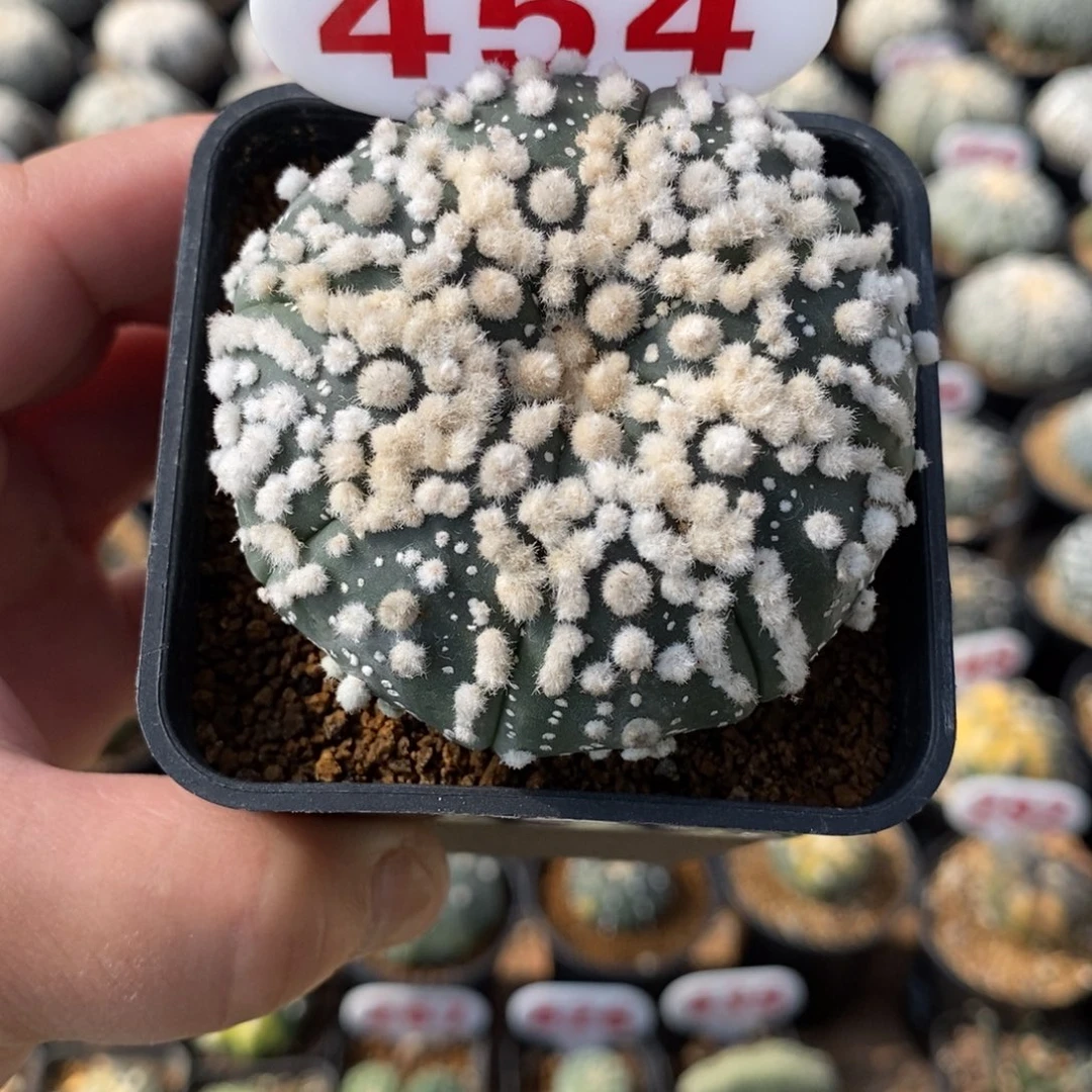 454花园福利来了来了