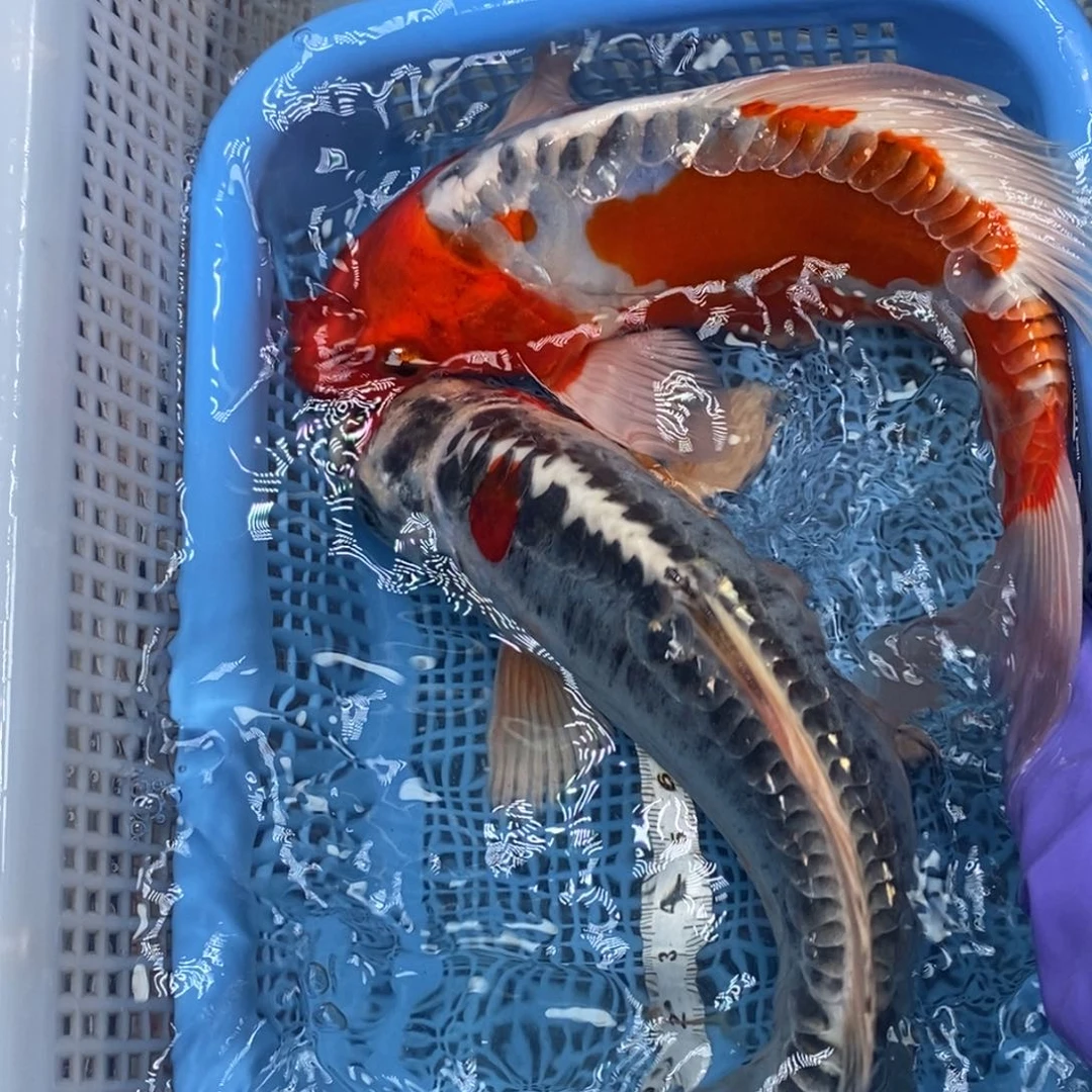 锦鲤冷水锦鲤包邮