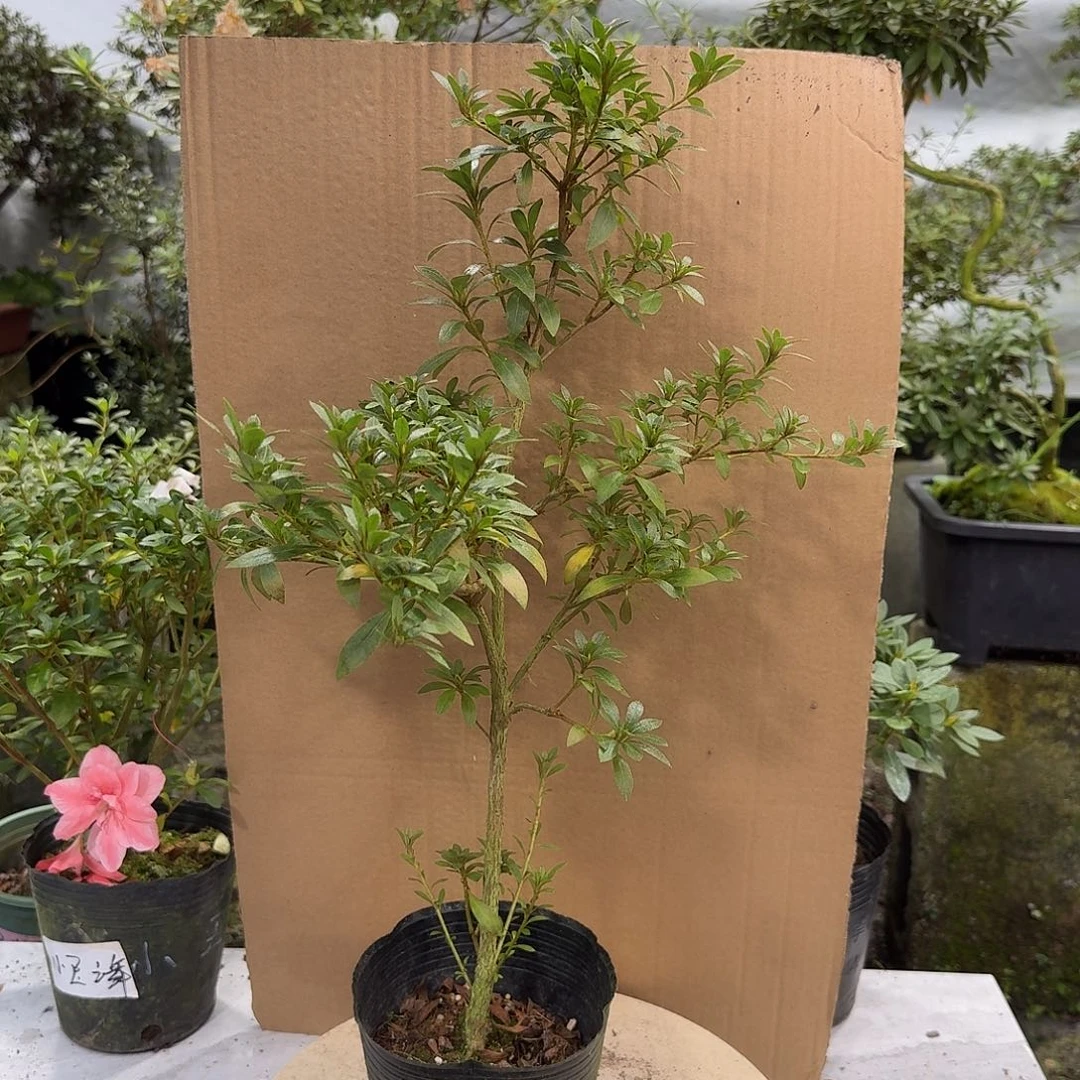 完全开放碧翠杜鹃花