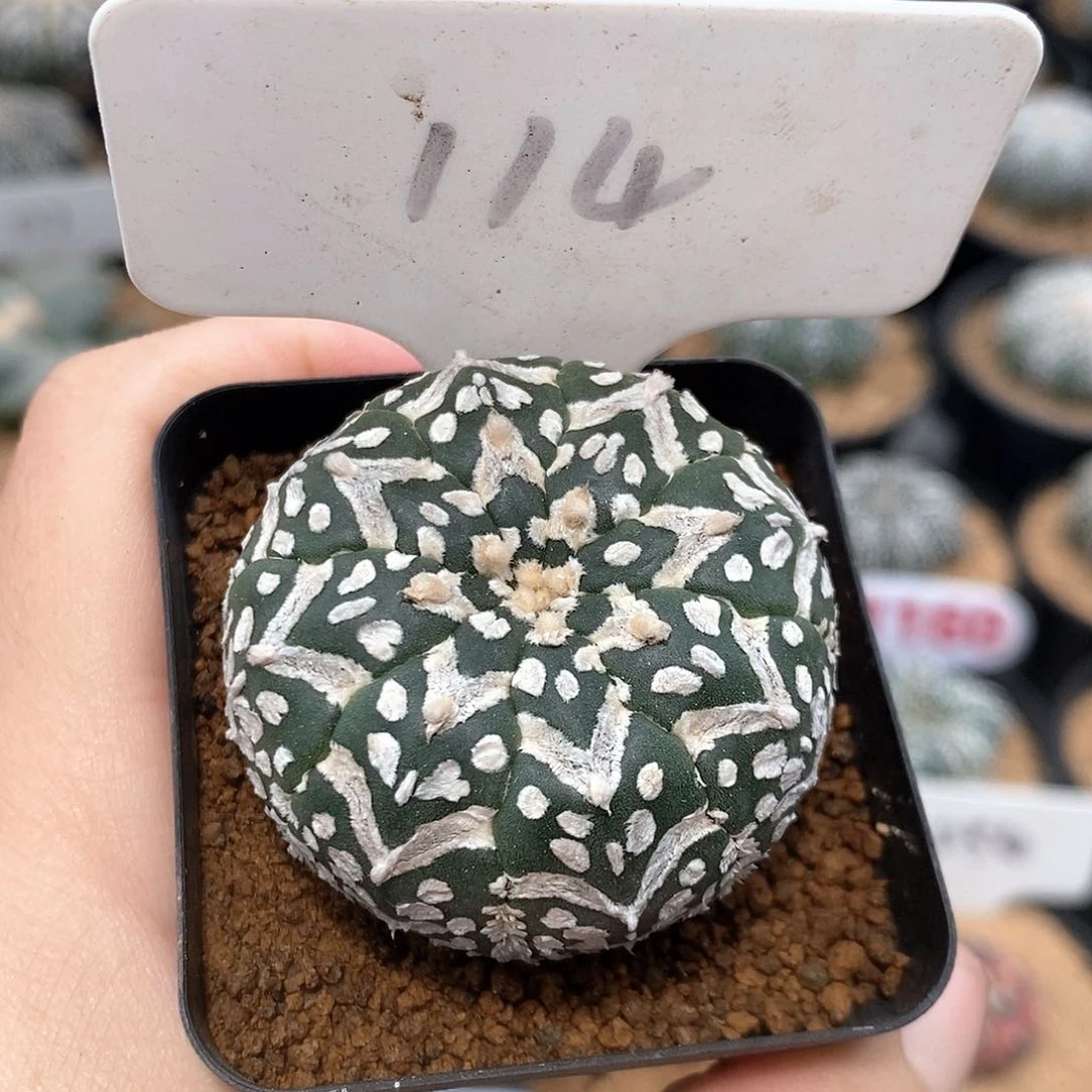 114V兜系列福利福利